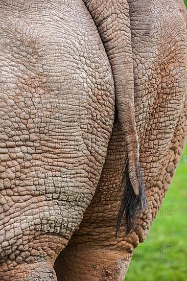 White rhinoceroses