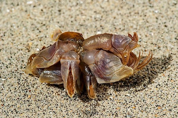 Blue goose barnacles