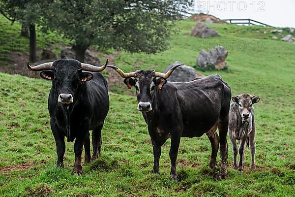 Tudanca cattle