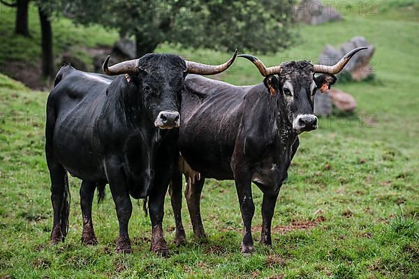 Tudanca cattle