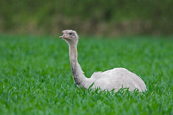 Leucistic Greater rhea