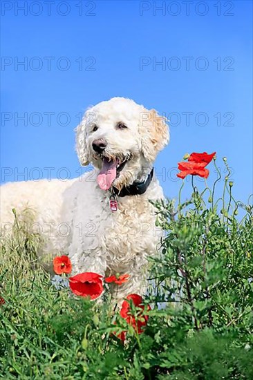 Labradoodle