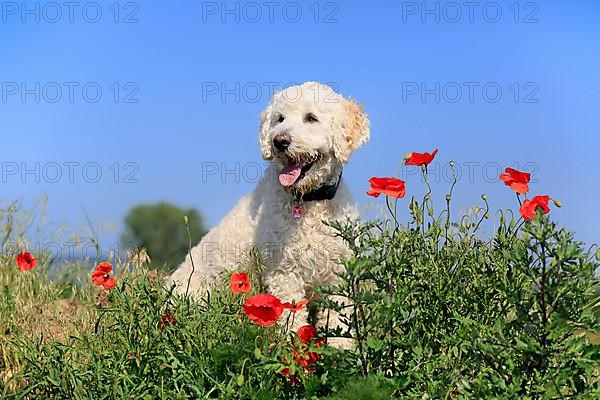 Labradoodle