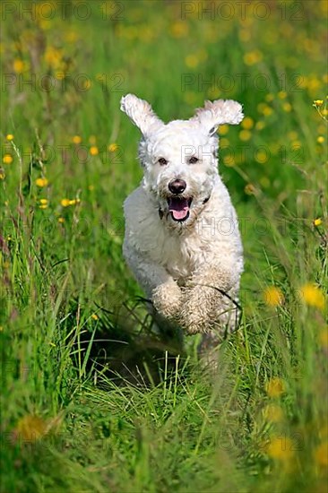 Labradoodle