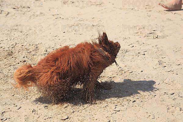 Cavalier King Charles Spaniel