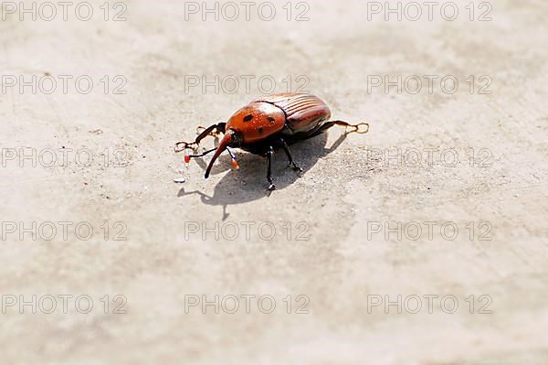 Red palm weevil