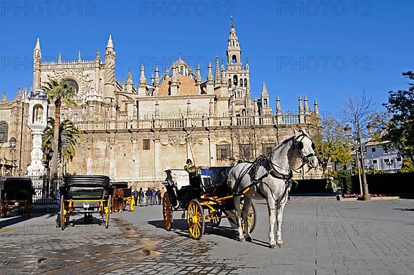 Horse and carriage