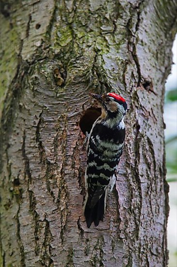 Lesser spotted woodpecker