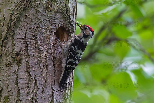 Lesser spotted woodpecker