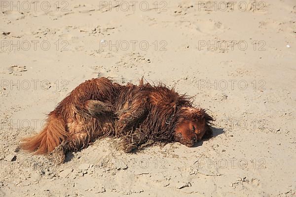 Cavalier King Charles Spaniel