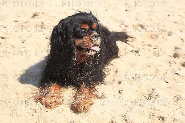 Cavalier King Charles Spaniel