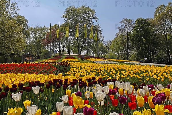 Sea of Tulips