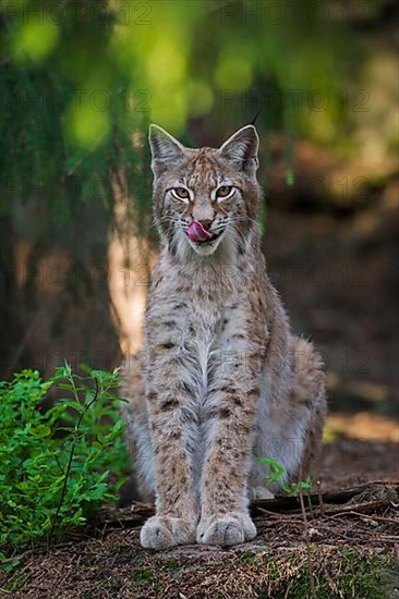 Lynx lynx