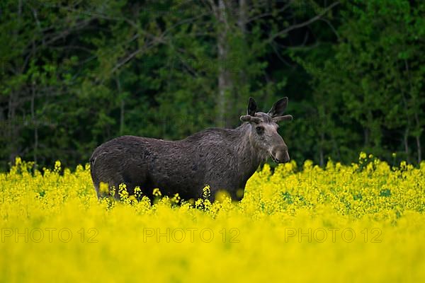 Bull elk