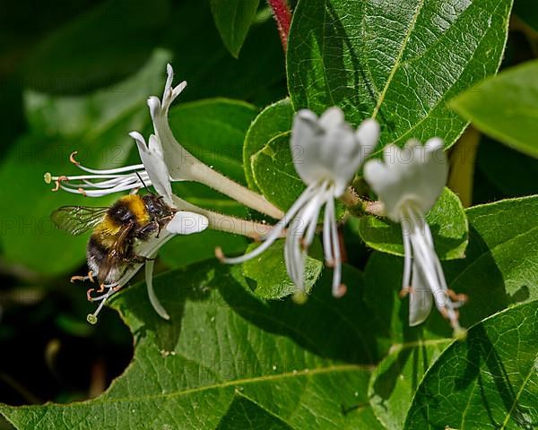 Garden bumblebee