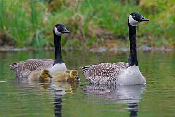 Canada geese