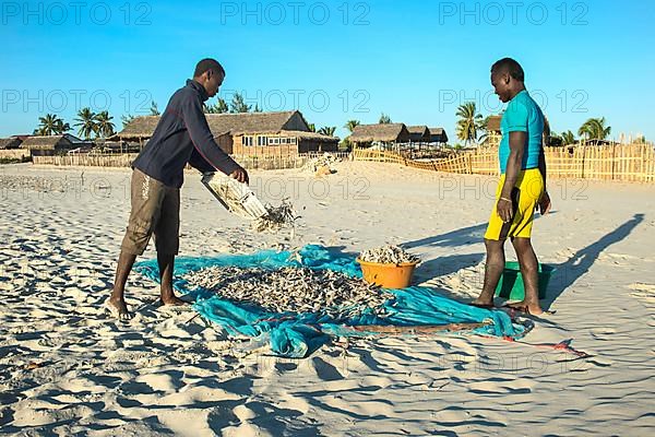 Malagasy fishermen collect dried fish on the beach