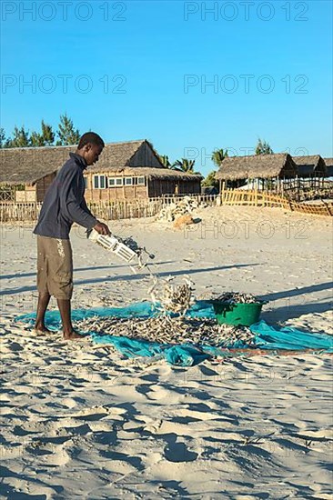 Malagasy fishermen collect dried fish on the beach