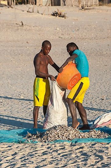 Malagasy fishermen collect dried fish on the beach