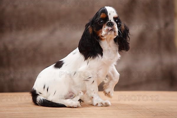 King Charles Spaniel