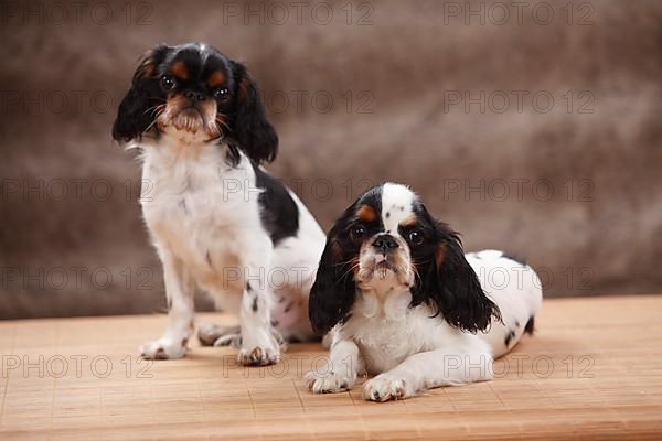 King Charles Spaniel