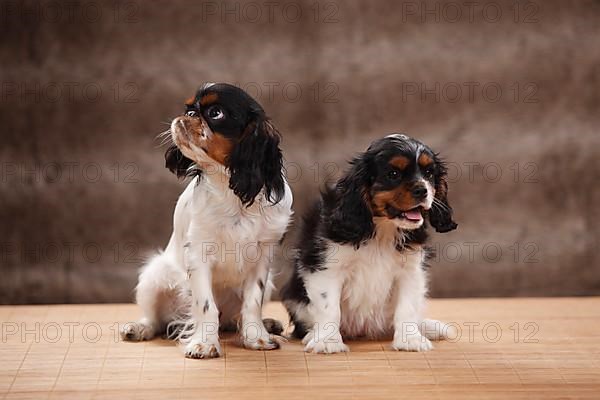 Cavalier King Charles Spaniel