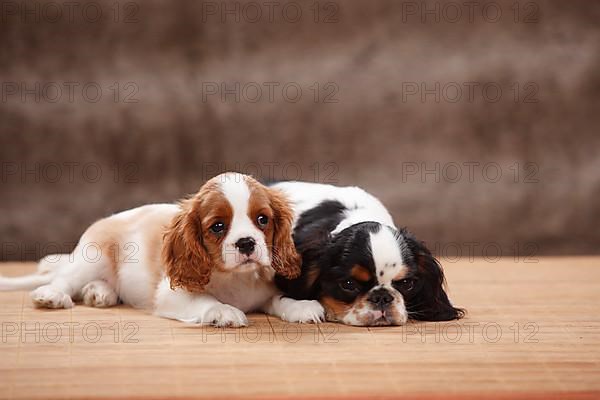 Cavalier King Charles Spaniel