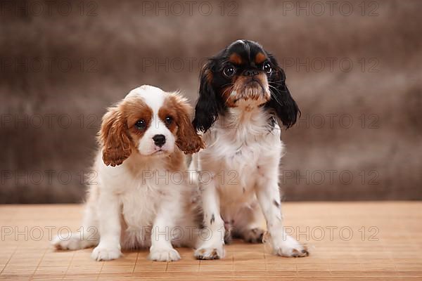 Cavalier King Charles Spaniel