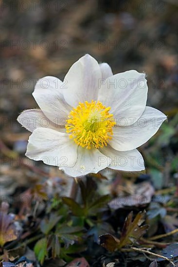 Anemone vernalis