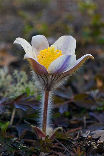 Anemone vernalis