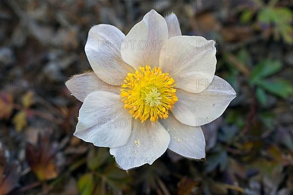 Anemone vernalis