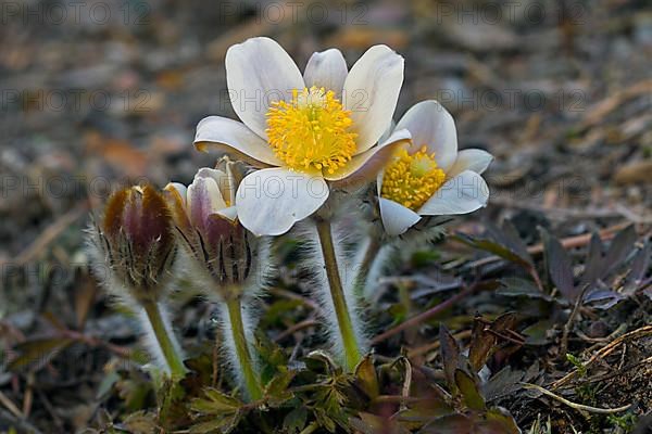 Anemone vernalis