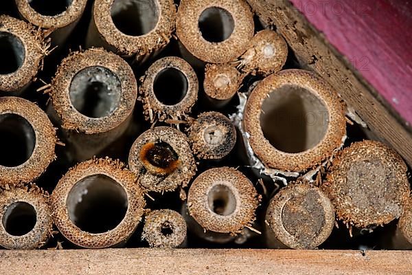 Mason bee