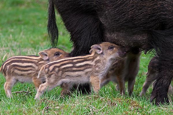 Wild boar