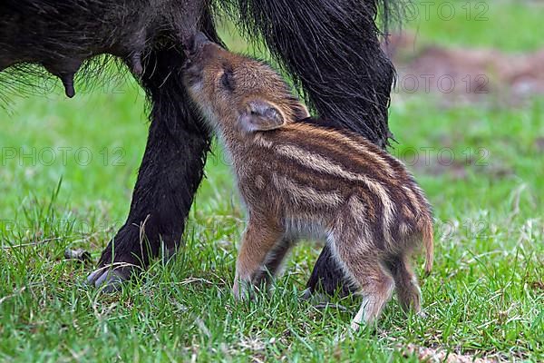 Wild boar