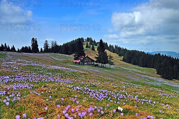 Crocuses