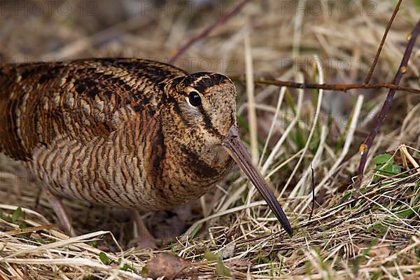 Eurasian woodcock