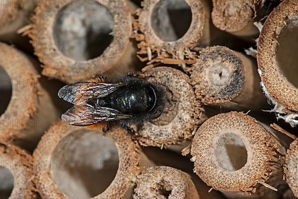 Mason bee