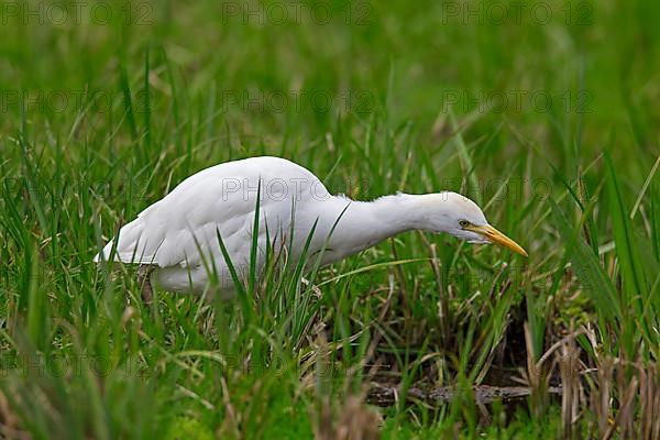 Cattle egret
