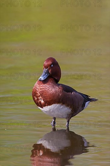 Ferruginous duck