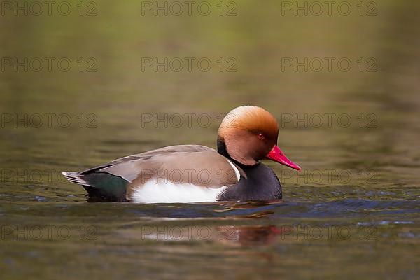 Red-crested pochard