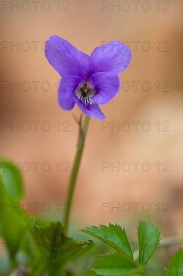 Early Dog Violet