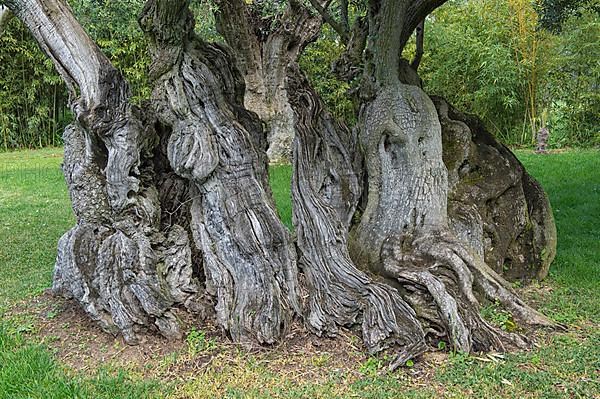 Thousand-year-old olive tree