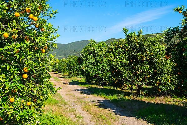 Orange grove