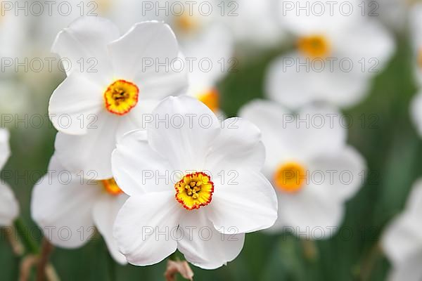 Poet's daffodil