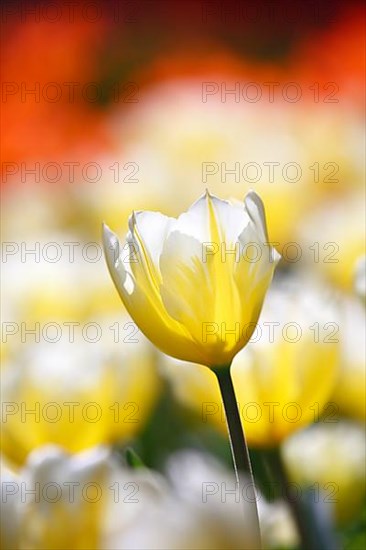 Fosteriana tulip