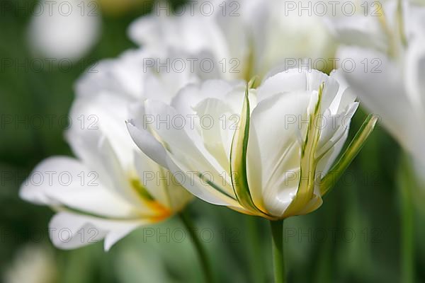 Fosteriana tulip