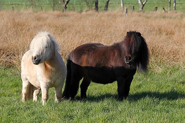 Miniature Shetland Ponies