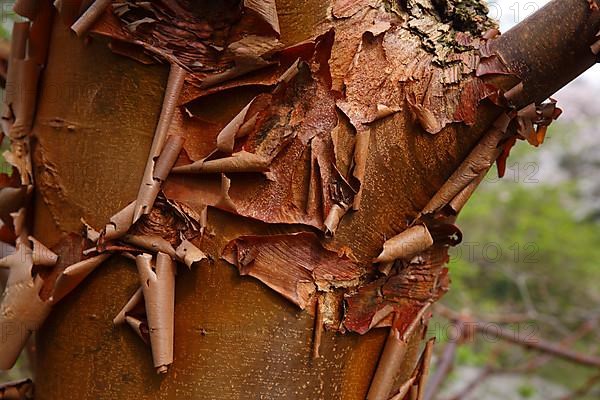 Paperbark maple