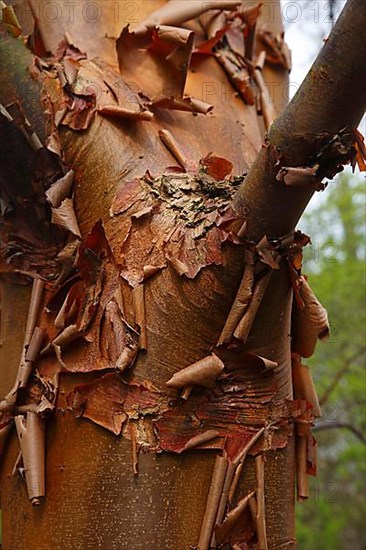 Paperbark maple